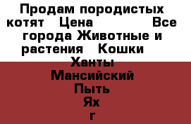 Продам породистых котят › Цена ­ 15 000 - Все города Животные и растения » Кошки   . Ханты-Мансийский,Пыть-Ях г.